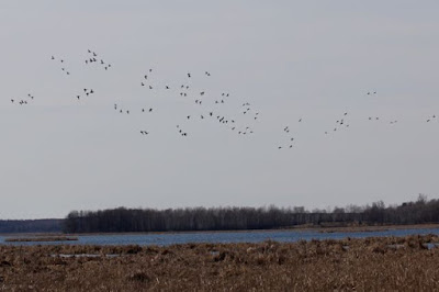 Spring waterfowl: Northbound