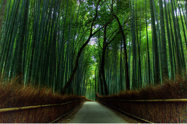 asia, bamboo forest, japan travel, place to visit, 