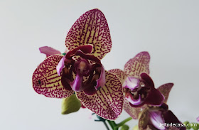 orquidea-diferente-phalaenopsis