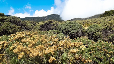 edelweiss tegal alun papandayan