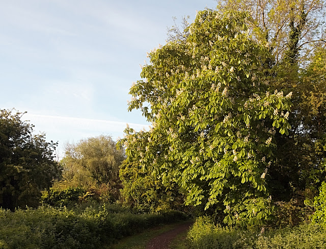 Large chestnut in full bloom besides a path