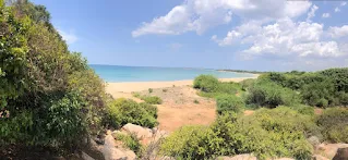 Trees and bushes, in the background a lake