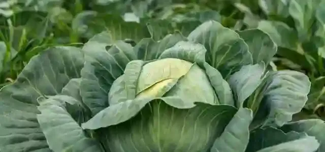 The Kale: a Vegetable with Exceptional Properties