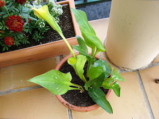 Zantedeschia 'Florex Gold'