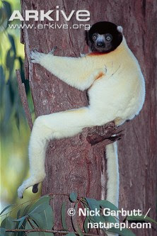 Crowned sifaka