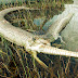 Un python explose après avoir avalé un crocodile...