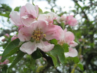 Apple blossom