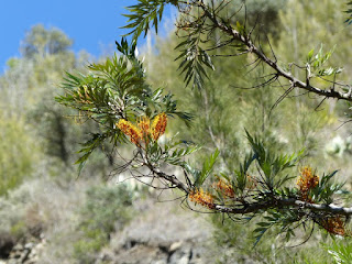 Grevillea robusta - Chêne soyeux d'Australie