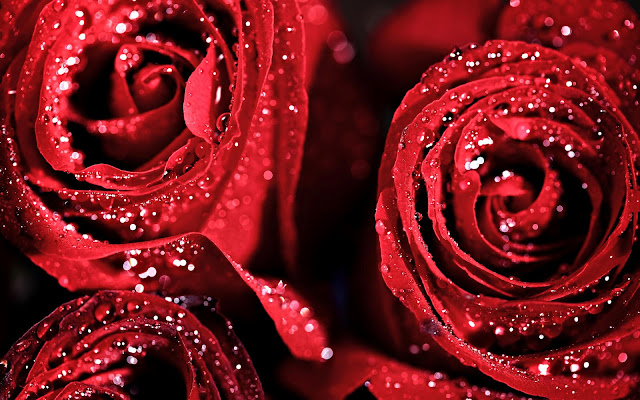 Hermosas Flores Rojas después de la Lluvia