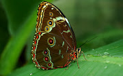 Fondo de Pantalla Mariposa en HD. Fondo de Pantalla Mariposa en HD