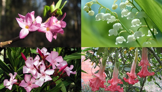 Fichas de plantas de interior y terrazas por nombre común