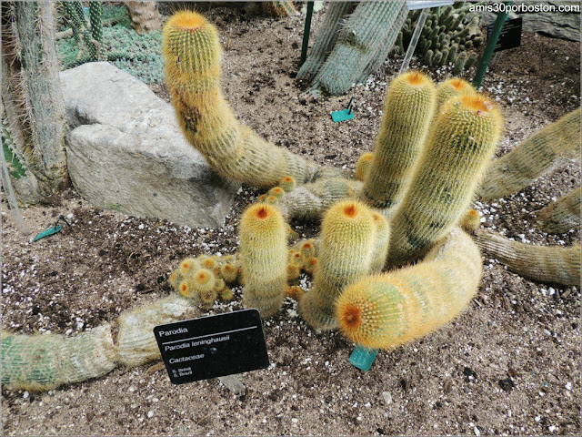 Arid Regions del Jardín Botánico de Montreal