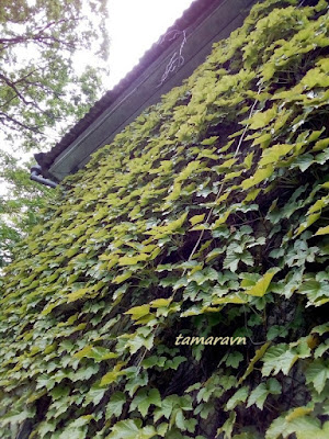 Девичий виноград триострённый (Parthenocissus tricuspidata)