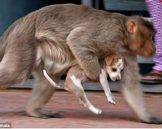Seekor monyet memberi perhatian kepada anak anjing sama seperti anak monyet sebenar