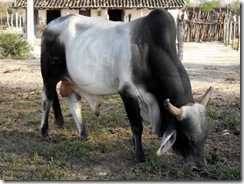 Ana Loureiro - Fazenda Turco em Delmiro Gouveia - Touro Garoto - Trabalhada