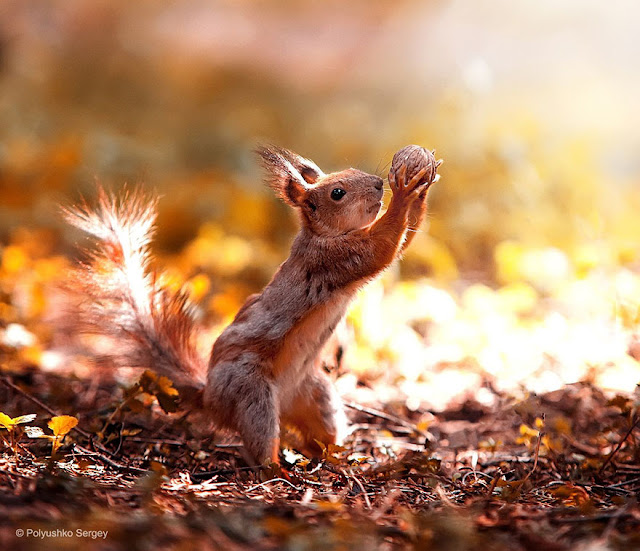 20 incríveis retratos de animais pelo fotógrafo Sergey Polyushko