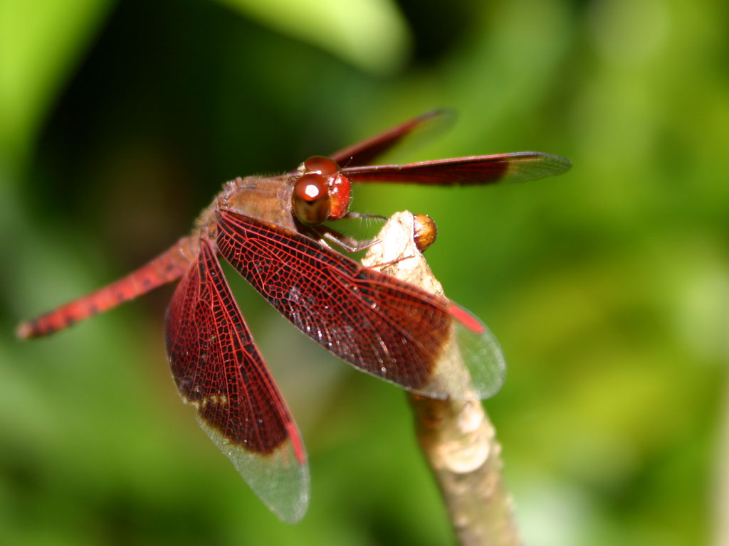 Amazing Dragonfly Insect Dragonfly Facts Images Information Images, Photos, Reviews