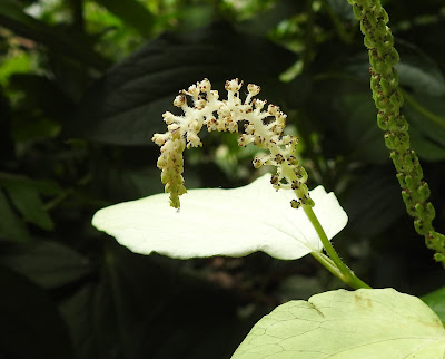 三白草的花序