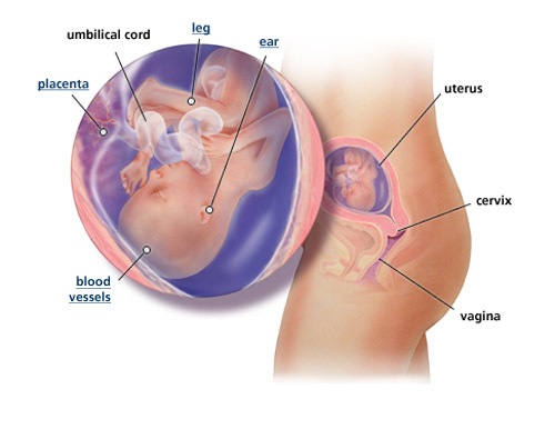 11 weeks pregnant. 18 Weeks Pregnant (in my 19th