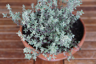 how to grow thyme