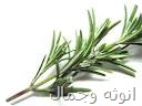 تطويل الشعر وتنعيمه بالروزمارى