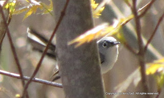 Blue-gray Gnatcatcher