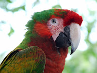 Tropical Birds Photos