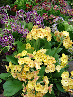 primula auricula