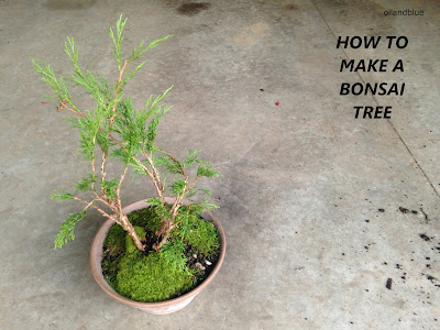    Make A Bonsai- a fun how-to on making a cute little bonsai tree from oil and blue blog