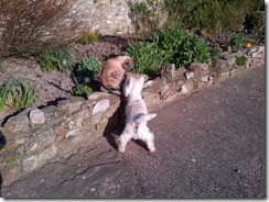 East Devon-20130501-00524