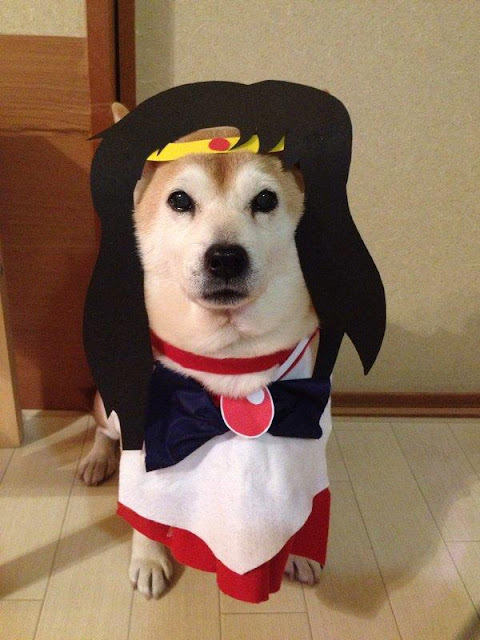 Có chó Shiba biết cosplay như này, chắc cả ngày lôi ra chụp ảnh