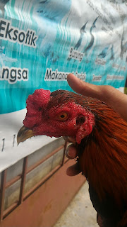 ayam sabung malaya, ayam batang kaki malaya