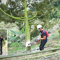 'Kebun Haram' Kawalan Anggota PGA Lancarkan Operasi Tebang Durian Musang King
