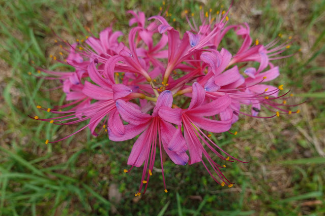 鳥取県西伯郡南部町鶴田　とっとり花回廊　花の丘　ナツズイセン（夏水仙）