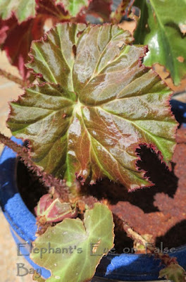 Tuberous begonia