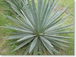sisal