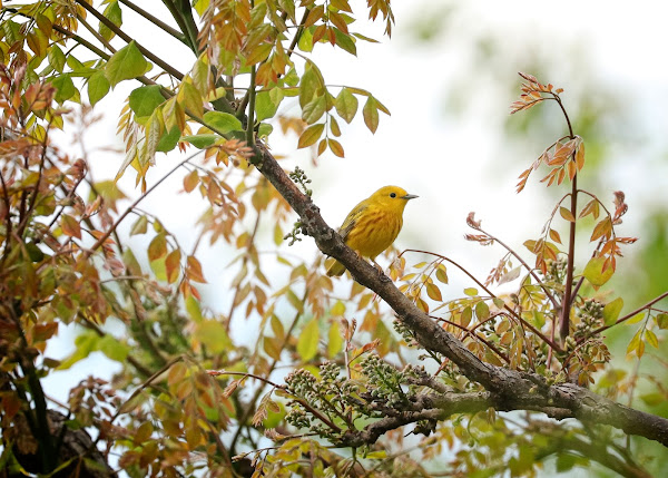 Yellow Warbler