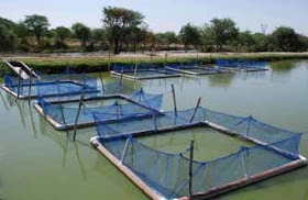 http://www.fao.org/aquaculture/en/