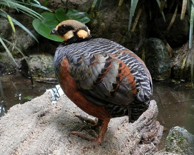  Jenis jenis Burung Puyuh Serba Budidaya