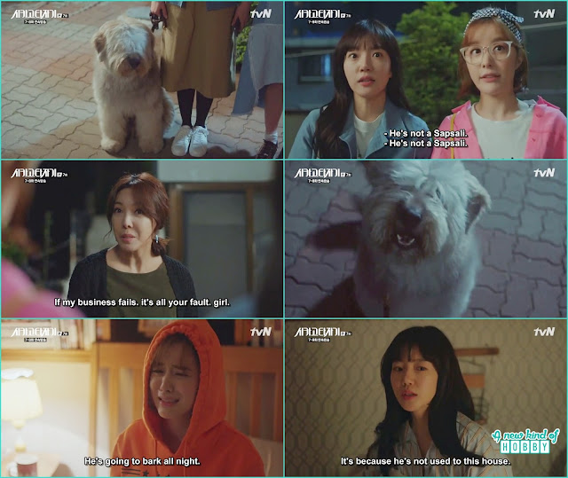 Se Joo aunt allow sapsali dog to stay at their house but that night the dog didn't let them sleep peacefully - Chicago Typewriter: Episode 7 