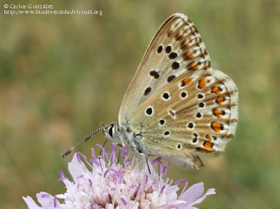 http://www.biodiversidadvirtual.org/insectarium/Lysandra-hispana-img700535.html