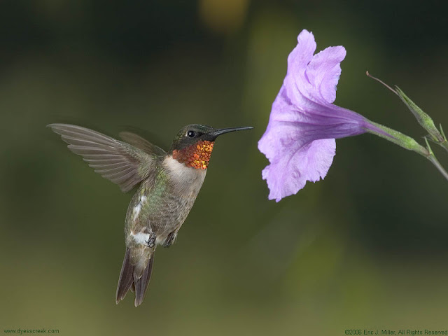 Picture Of A Humming Bird