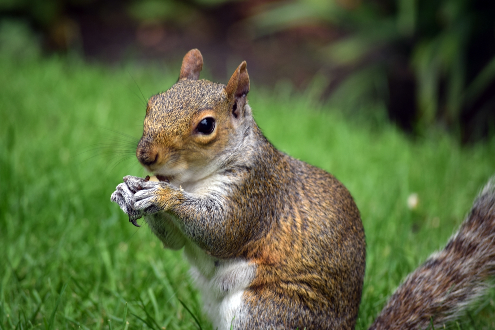 A squirrel in Hyde Park, London