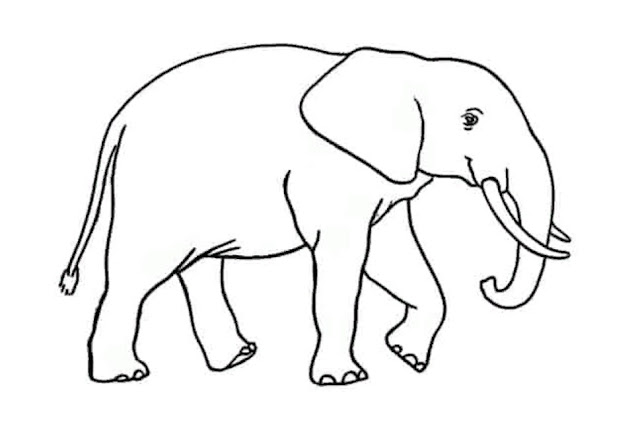 Sketsa Gambar Hewan Gajah Yang Mudah