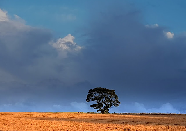 The tree in the field behind the house