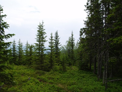 P7030007
