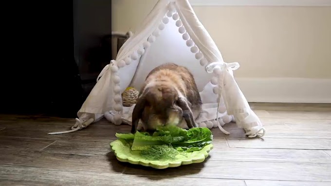 What Vegetables Can Rabbits Eat?