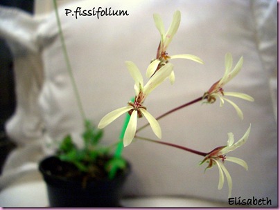 Pelargoner  jan -10 003
