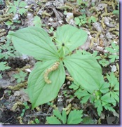 mini_DSC00914