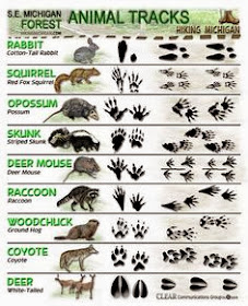 Identify Animal Tracks on your field